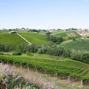 Un paesaggio di dolci colline ricoperte da ordinati filari di vigneti verdi sotto un cielo limpido e celeste.