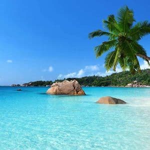 Una scena di spiaggia tropicale con una palma che si protende su acque limpide color turchese, una riva di sabbia bianca e grandi rocce sotto un cielo blu.