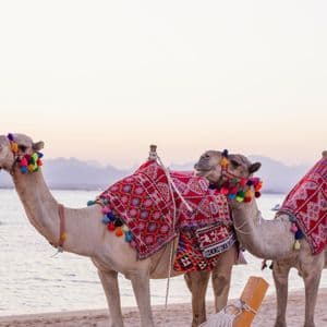 Due cammelli con selle colorate e nappe stanno su una spiaggia sabbiosa accanto all'acqua al tramonto.