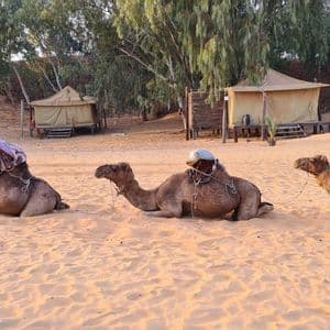 Drei gesattelte Kamele ruhen im Sand einer Wüste mit Safari-Zelten und Bäumen im Hintergrund.