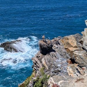 Ein erwachsener Weißstorch und sein Küken stehen in ihrem Nest auf einer felsigen Klippe mit Blick auf die tosenden Wellen des Ozeans.