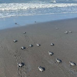 Eine Gruppe kleiner Meeresschildkröten krabbelt über den feuchten Sand eines Strandes, auf dem Weg zu den Meereswellen.