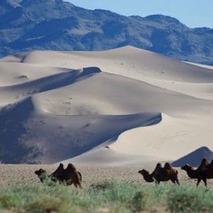 Eine Karawane baktrischer Kamele läuft auf grünem Gras am Fuße großer Sanddünen mit Bergen im Hintergrund.