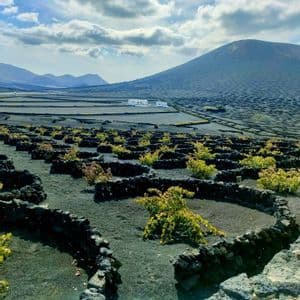 Un viñedo singular con vides cultivadas en hoyos semicirculares de piedra sobre suelo volcánico oscuro, con una gran montaña al fondo bajo un cielo nublado.