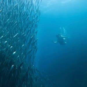 Una persona nuota sott'acqua accanto a un grande e denso banco di pesci in acque blu profonde.