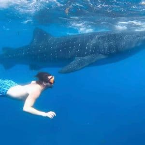 Una persona con maschera da snorkeling nuota sott'acqua accanto a un grande squalo balena in acqua cristallina.