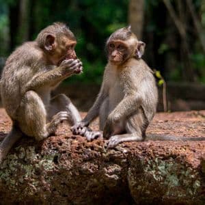 Dos monos jóvenes sentados juntos en una roca áspera. Uno come con las manos mientras el otro mira a la cámara.