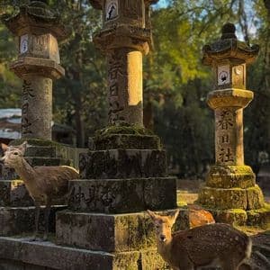 Tres ciervos se encuentran entre altos faroles de piedra cubiertos de musgo con escritura japonesa en un bosque soleado.