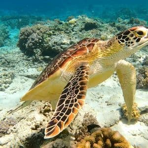 Una tartaruga marina verde nuota sopra una barriera corallina sul fondale sabbioso sotto acqua cristallina.