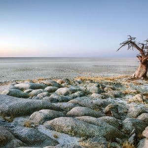 Un albero solitario e spoglio si erge su terreno roccioso che domina una vasta salina sotto un cielo limpido all'alba.