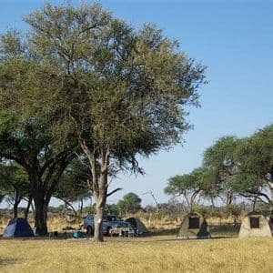 Un campeggio con diverse tende e un veicolo piazzati in una radura erbosa nella savana sotto grandi alberi.