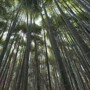 Una vista dal basso che guarda in alto attraverso alti fusti di bambù verde verso la volta illuminata dal sole e il cielo.