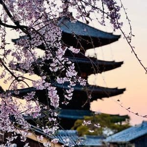 Rami di ciliegio rosa in fiore incorniciano una pagoda giapponese a più piani, con un cielo tenue al tramonto e tetti tradizionali sottostanti.