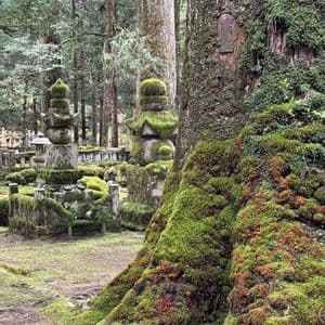 La base muschiosa di un grande tronco d'albero si erge di fronte a diverse lanterne di pietra ricoperte di muschio in una foresta.