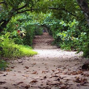 Un viaggio di gruppo WeRoad percorre un sentiero sabbioso attraverso un tunnel naturale di lussureggianti alberi della giungla.