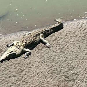 Da un'angolazione elevata, un coccodrillo riposa su una riva sabbiosa del fiume mentre un altro è parzialmente immerso nell'acqua.