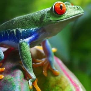 Un primo piano di una raganella dagli occhi rossi con pelle verde, blu e arancione, appollaiata su una foglia su uno sfondo verde sfocato.