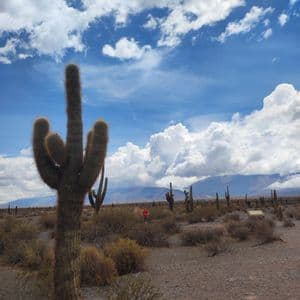 Un gran cactus se alza en un desierto con cactus más pequeños y arbustos, con montañas distantes bajo un cielo azul nublado.