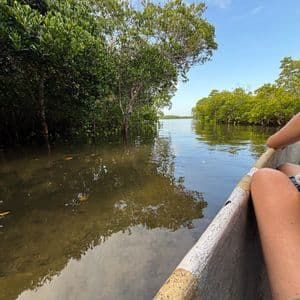 Vista in prima persona da una barca che attraversa una fitta foresta di mangrovie su un corso d'acqua, sotto un cielo sereno.