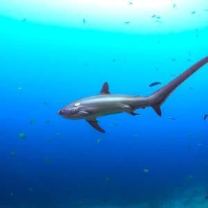 Uno squalo volpe nuota in acque blu profonde, circondato da pesci più piccoli, con la luce che filtra dalla superficie.