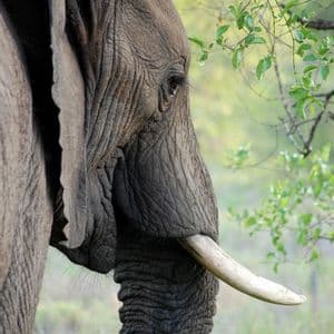 Primo piano di profilo di un elefante con una zanna, accanto a vegetazione verde.