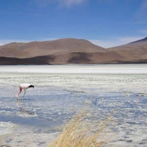 Un fenicottero rosa guada e si nutre in un lago salato poco profondo con montagne marroni sullo sfondo sotto un cielo blu.