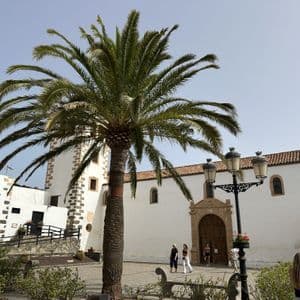 Un grand palmier se dresse sur une place en pierre ensoleillée devant un grand bâtiment aux murs blancs et au toit de tuiles.