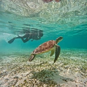 A sea turtle swims underwater over a sandy seabed, closely followed by a person snorkeling in clear water.