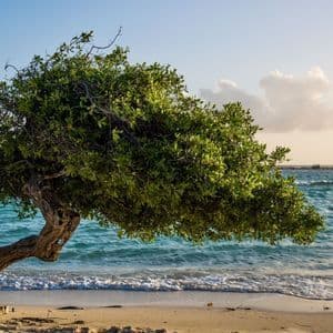 Un albero di Divi-divi contorto con foglie verdi si protende su una spiaggia sabbiosa con acqua turchese mentre un kitesurfer scivola sullo sfondo.