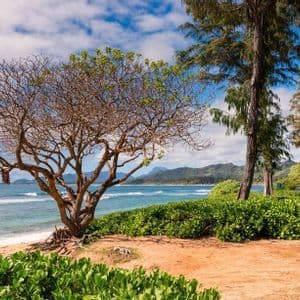 Un albero con rami contorti su una spiaggia sabbiosa si affaccia sull'oceano, con montagne visibili attraverso l'acqua sotto un cielo nuvoloso.