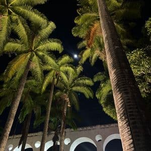 Una vista en contrapicado de altas palmeras y un acueducto blanco arqueado, iluminados contra un cielo nocturno oscuro con una luna brillante.