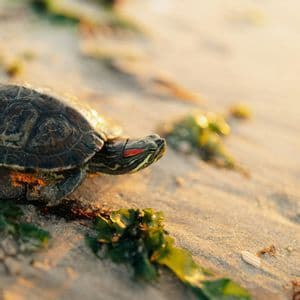Un primo piano di una tartaruga dalle orecchie rosse sulla sabbia dorata accanto ad alghe verdi.