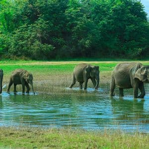 Un branco di quattro elefanti guada e beve in una pozza d'acqua bassa con una fitta foresta verde sullo sfondo.