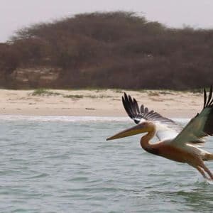 Ein Rosapelikan mit ausgebreiteten Flügeln fliegt tief über dem Wasser und streift die Oberfläche nahe einem Sandstrand mit Bäumen.