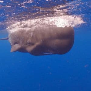 Un gran cachalote nada horizontalmente justo debajo de la superficie del agua en el profundo océano azul.