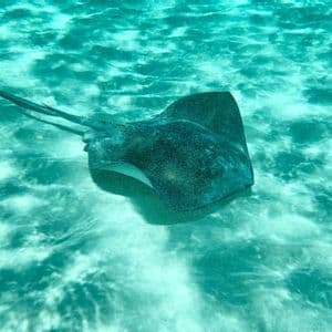 Una razza nuota su un fondale sabbioso in acque limpide e turchesi.