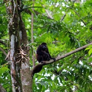 Ein schwarzer Affe sitzt auf einem dicken Ast, umgeben vom dichten grünen Laub eines Waldes.