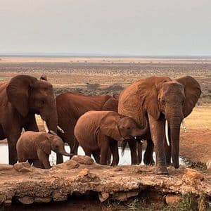 A herd of reddish-brown elephants, including several calves, drinking from a small watering hole in a savanna landscape.