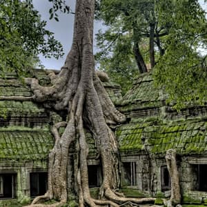 A large tree with thick, sprawling roots grows over an ancient stone temple ruin covered in green moss, surrounded by jungle foliage.