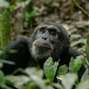 Uno scimpanzé con pelliccia scura e barba grigia guarda in alto da dietro foglie verdi in una giungla fitta.