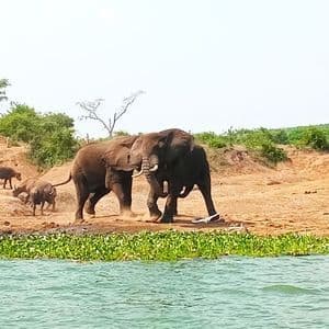 Due grandi elefanti interagiscono su una sponda sabbiosa di un fiume, accanto a un branco di bufali, con acqua e piante verdi in primo piano.