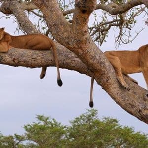 Due leonesse riposano su un grosso ramo d'albero sotto un cielo pallido, con una sdraiata e l'altra in piedi.