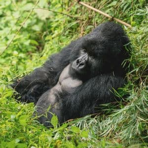 Un grande gorilla dal dorso argentato riposa sulla schiena in un letto di rigogliosa vegetazione verde e fusti di bambù.