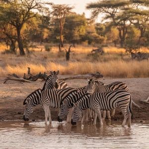Un branco di zebre si raduna a una pozza d'acqua per bere, con un paesaggio della savana sullo sfondo al tramonto.