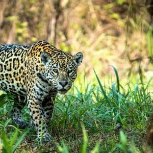 Ein gefleckter Jaguar geht durch hohes grünes Gras in einem Wald und blickt direkt in die Kamera.
