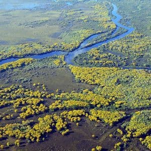 Eine Luftaufnahme eines blauen Flusses, der sich durch eine weite Feuchtlandschaft schlängelt, gesprenkelt mit Baumgruppen mit gelbem Laub.
