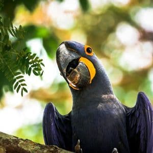 Eine Nahaufnahme eines dunkelblauen Hyazintharas mit einem gelben Augenfleck, der auf einem Ast sitzt und eine Nuss im Schnabel hält.