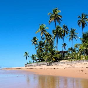 Hohe Palmen wachsen an einem Sandstrand direkt am Meer, ihre Spiegelungen sind auf dem nassen Sand unter einem klaren blauen Himmel sichtbar.