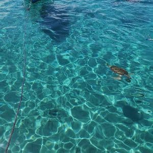 Un viaggio di gruppo WeRoad per snorkeling in acque cristalline e turchesi, con una tartaruga marina che nuota nelle vicinanze e una piccola barca ormeggiata sullo sfondo.