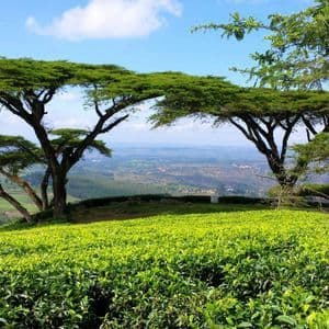 Two large acacia trees stand on a hill above a lush green tea plantation, overlooking a distant valley under a blue sky.